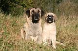 KANGAL 115